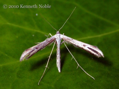 Emmelina monodactyla - Kenneth Noble